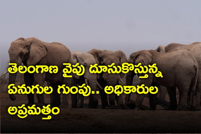 Elephant herd coming towards to Telangana 