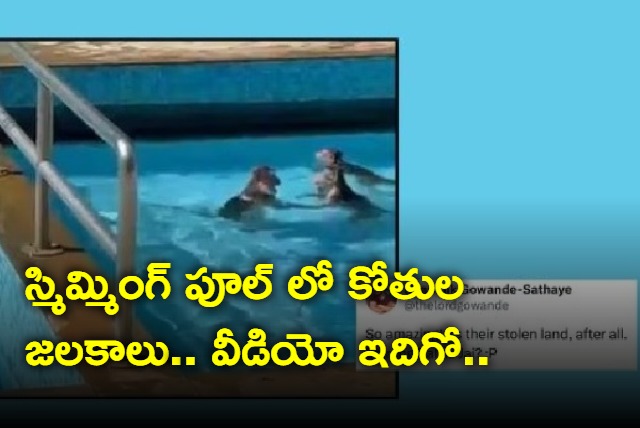 Watch Monkeys take a dip in Mumbai swimming pool amid soaring temperatures the Internet reacts