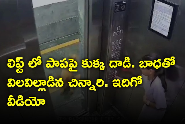 Girl attacked by pet dog in society lift watch video