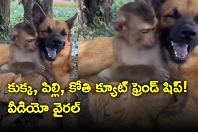 Viral Video This Cute Friendship Among Cat Dog and Monkey Will Melt Your Heart