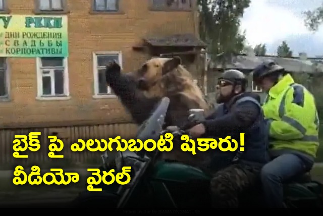 bear rides bike waves onlookers in russia