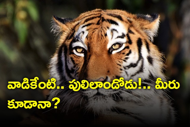 Do You Have a Tiger Like Mindset Find Out Now