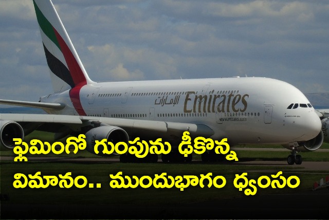 Emirates flight hit kills 36 flamingos in Mumbai