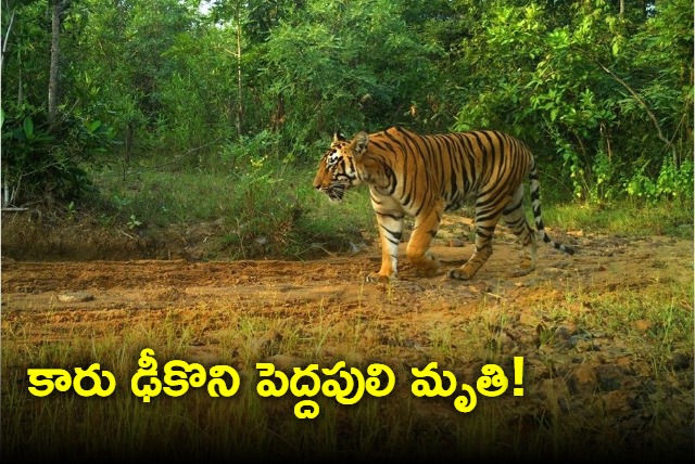 Speeding Hyundai Creta Fatally Hits Tiger in Maharashtra Sanctuary Video Goes Viral