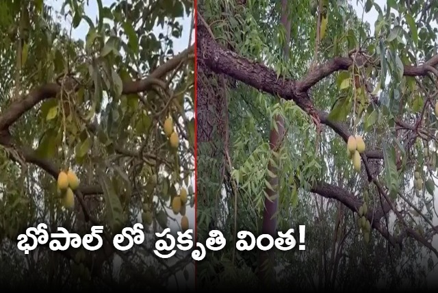 mangoes found on neem tree in bhopal