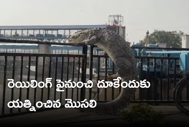 Crocodile Swims Out Of UP Canal Tries To Climb Over Railing