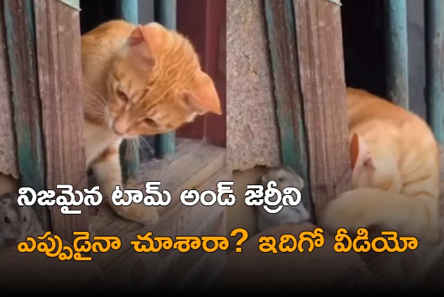 Tom and Jerry In Real Life Viral Video Of Cat Mouse Fighting and Cuddling is Too Cute