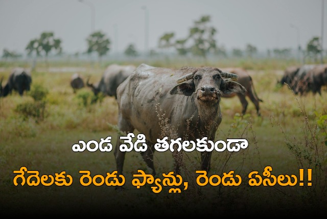 Watch ACs Installed In Shed To Save Buffaloes From Scorching Heat