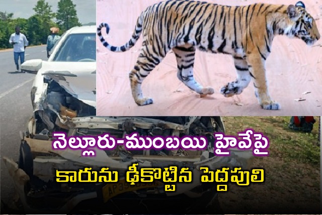 Tiger collides with a speeding car on Nellore Mumbai highway