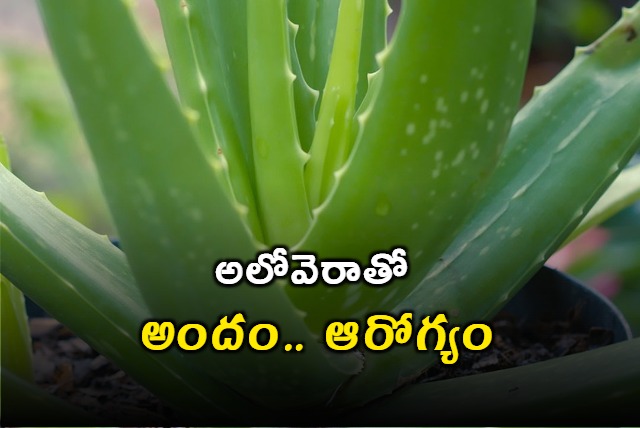 Do You Know Benefits of Aloe Vera