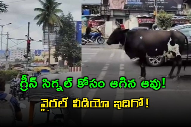 Cow patiently waits for green light in Pune viral video amazes netizens