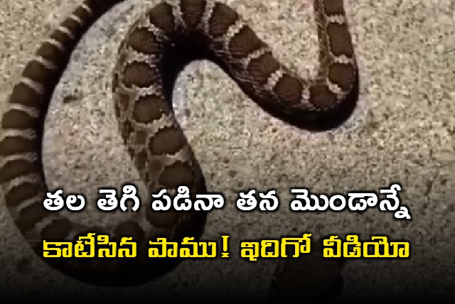 How is this possible Snake Bites Its Headless Body After Death Netizens React Video