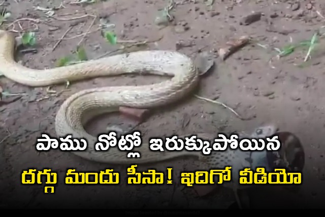 Cobra Swallows Cough Syrup Bottle In Odisha watch How It Was Rescued