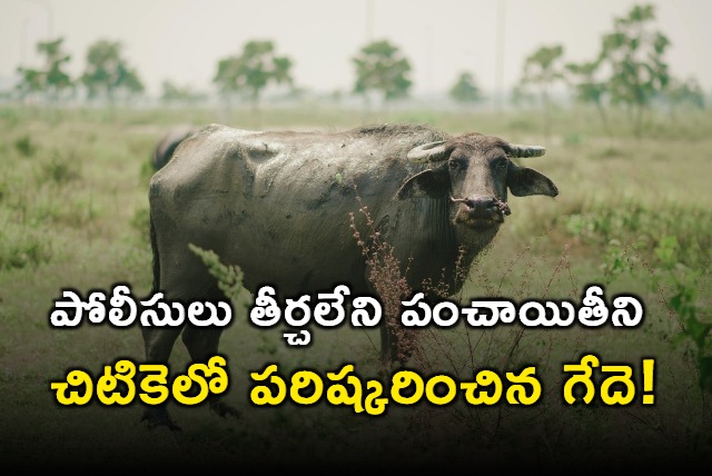 How A Buffalo Solved A Problem That A Village Panchayat Couldnt In UP