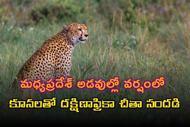 Watch Cheetah Gamini Her 5 Cubs Enjoy Rain At Kuno National Park