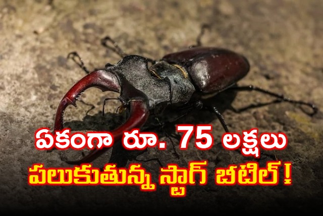 Stag Beetle Worlds Most Expensive Insect Costs As Much As A Luxury Car