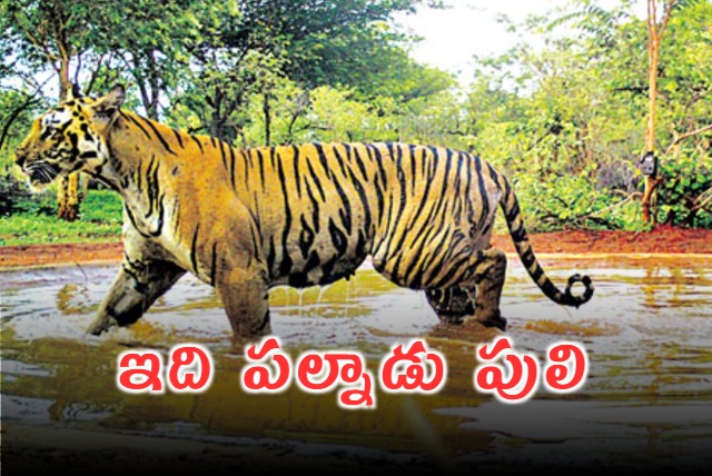 Tiger Recorded In Palnadu Distritct