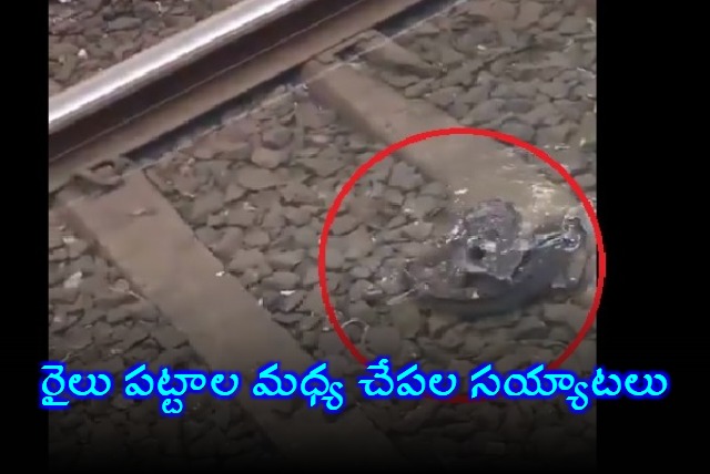 Catfish on Mumbai Local Railway Tracks