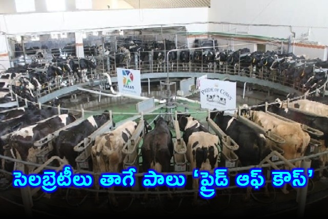 Ambani family chosen milk All about Holstein Friesian breed cow milk