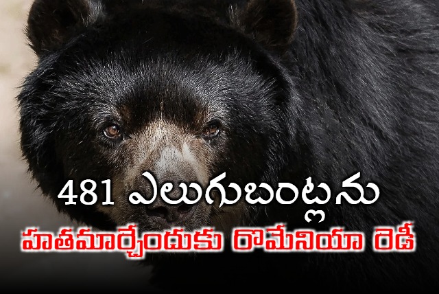 Romania decided to kill nearly 500 bears