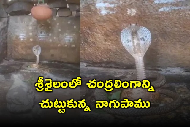 A cobra gracefully coiled around a lunar linga at Srisailam temple