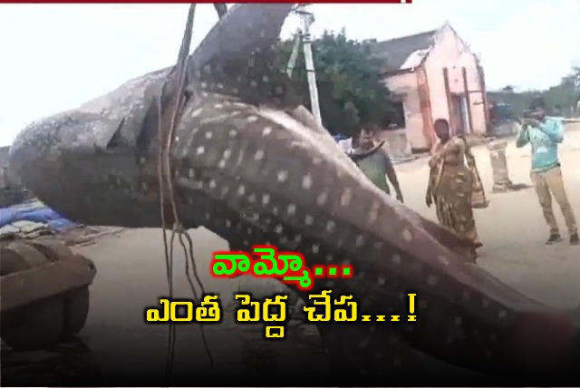 Huge dotted shark caught by Machilipatnam fishermen 