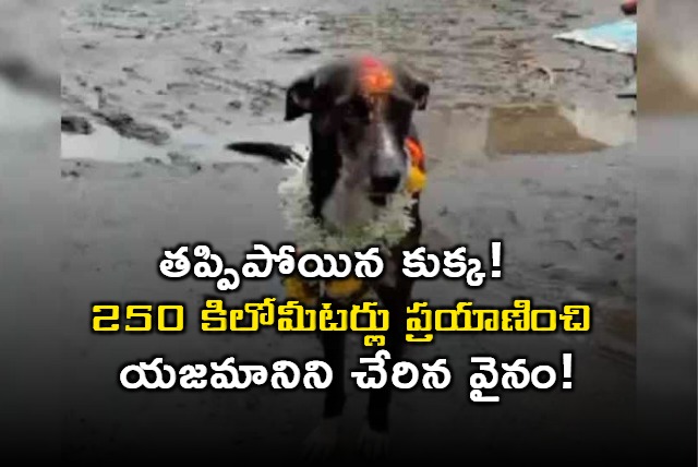 Such A Miracle Lost Dog Returns Home Travelling Alone For 250 Kilometers