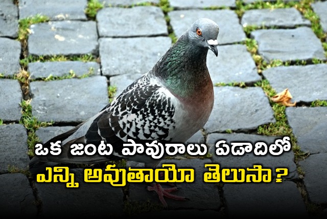 interesting facts about pigeons