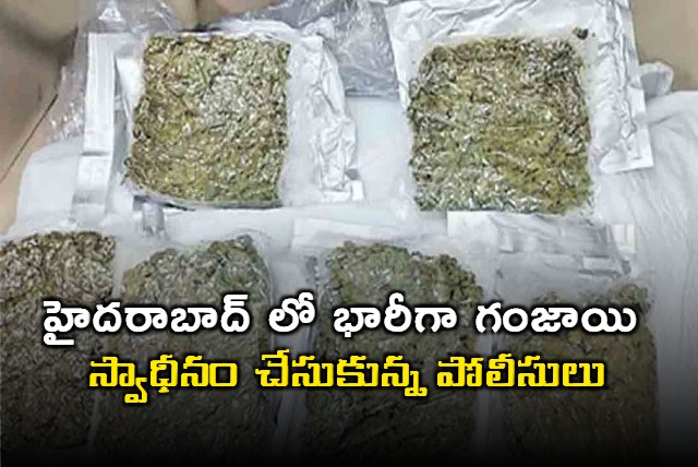 Police seized huge quantity of cannabis in Hyderabad