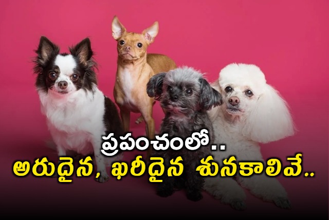 worlds rare and costly dog breeds