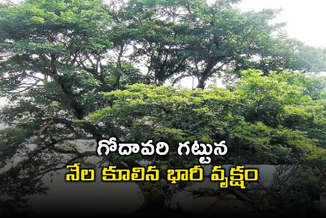 A huge tree that fell to the ground on Godavari 