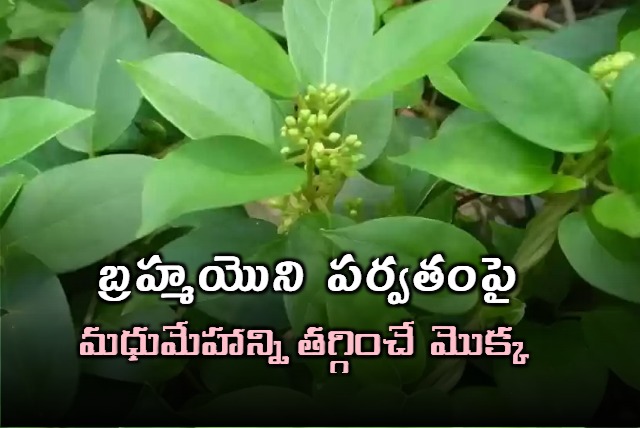 Scientists uncover medicinal plants atop hill in Gaya