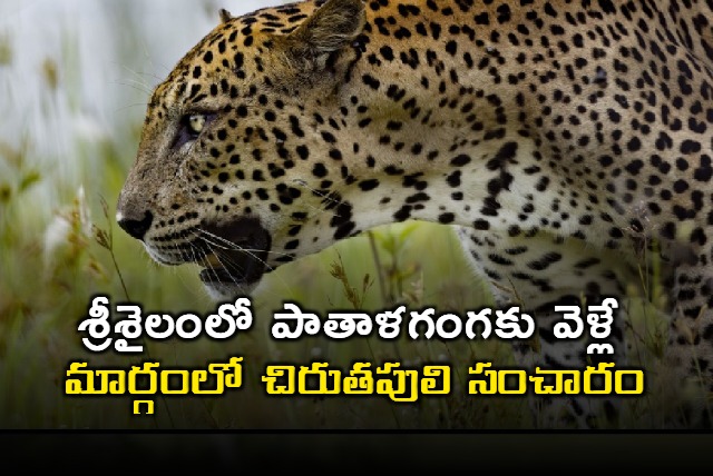 Leopar at Patalaganga in Srisailam