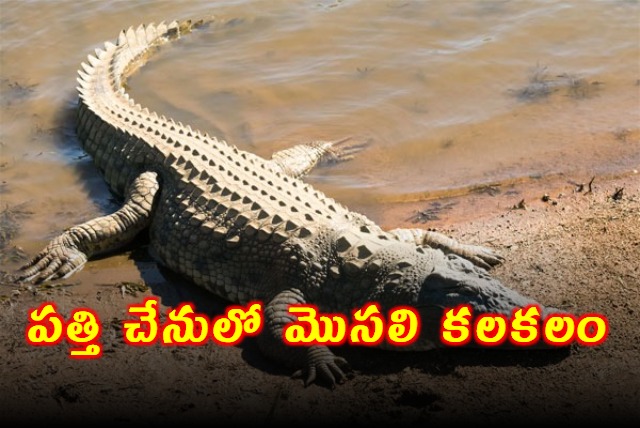 Crocodile Spotted At Jogulamba Gadwal