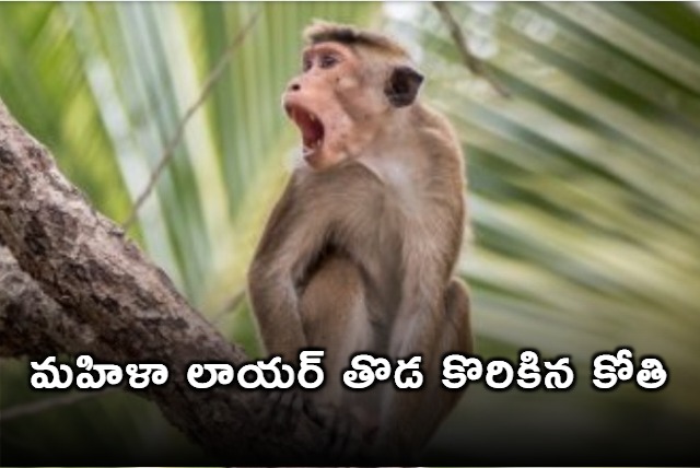 Monkeys attacked on women lawyer in Supreme Court premices