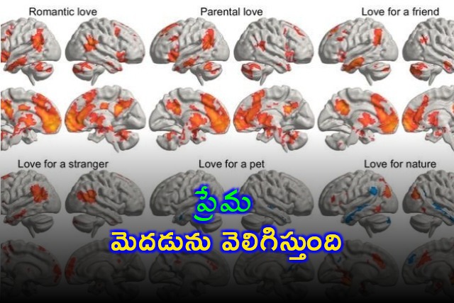 Scientists found love lights up different parts of brain