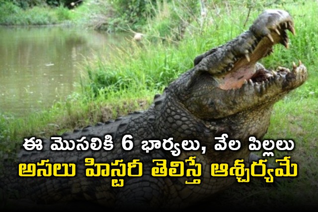 16ft beast Henry now recognised as the worlds oldest crocodile