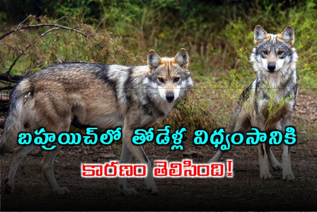  Revenge taking habit may be behind Bahraich wolf terror