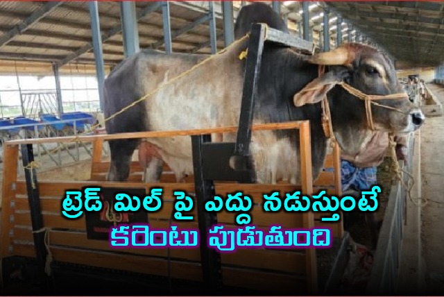 Power generation with bull walking on a treadmill 