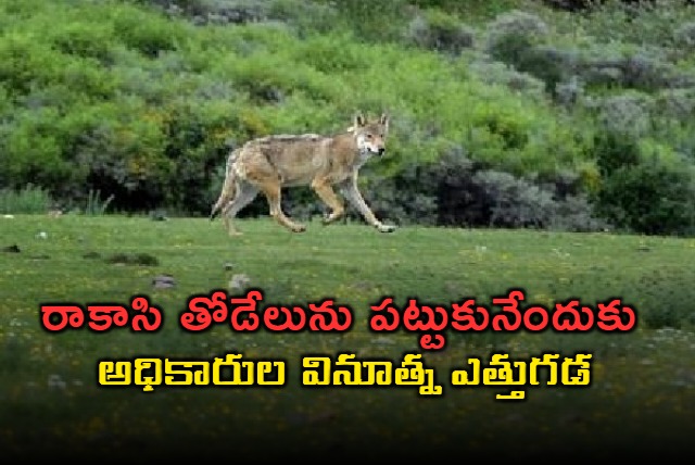 after urine fireworks now howling tactic to capture wolf in bahraich