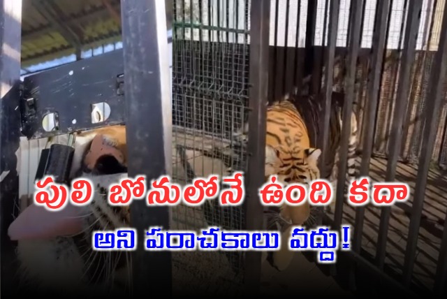 Viral Video Tiger Breaks Cage Lock And Comes Out