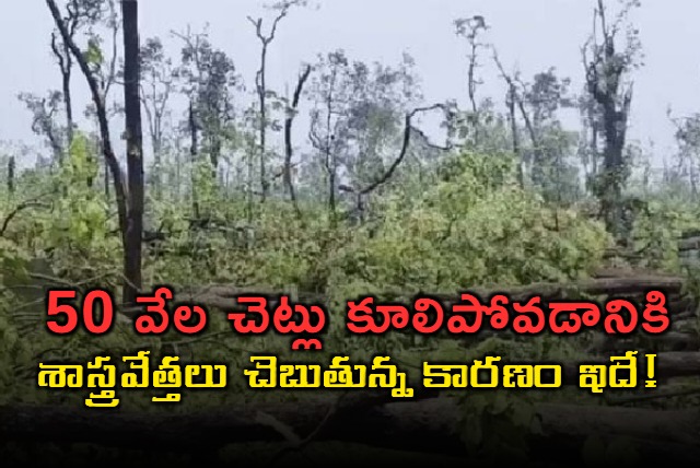 50 thousand trees in 200 hectares are uprooted this is the reason