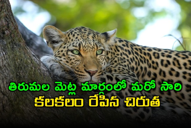 leopard in tirumala