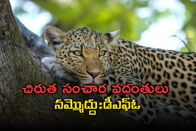 dont believe rumors on cheetah migration said dfo