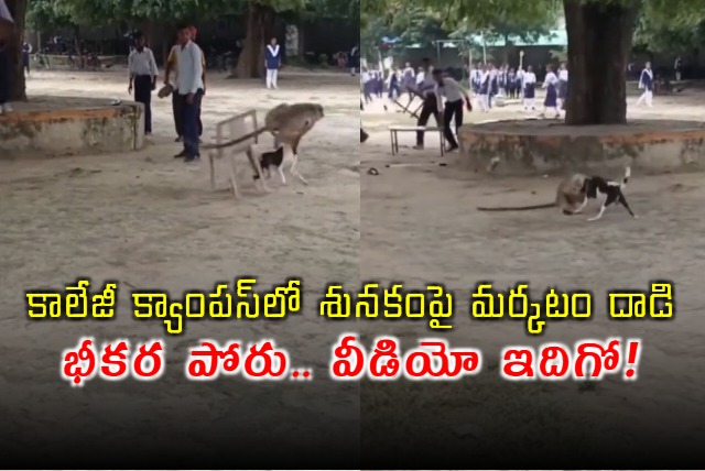 Monkey and Dog Face Off in Wild College Brawl Who Wins Viral Video