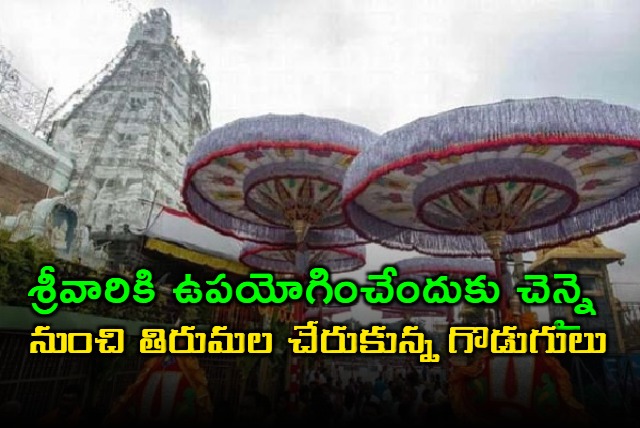 the umbrellas arrived in tirumala from chennai which will be decorated during the garuda vahana seva