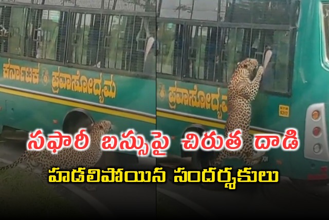 Viral Video of Leopard Leaping At Safari Bus At Bannerghatta National Park 