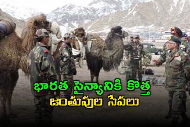 bactrian camels for army patrolling and load carrying purpose