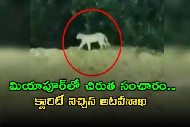 Cheetah Wandering at Miyapur Forest Department Officials gave Clarity