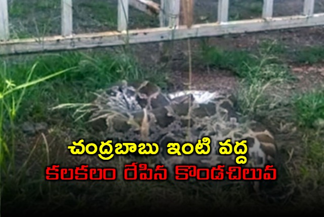 Python near Chandrabau house in Undavalli